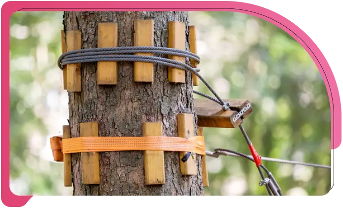 Tree Bracing sec