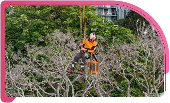 Tree Risk Management sec
