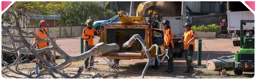 tree care services