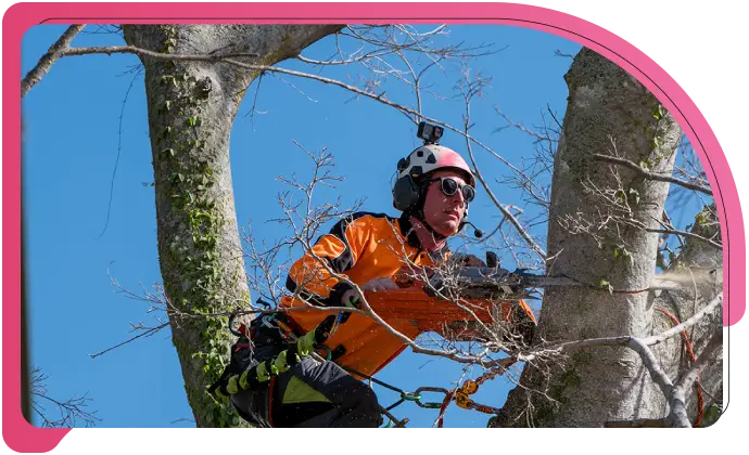 tree removal sec