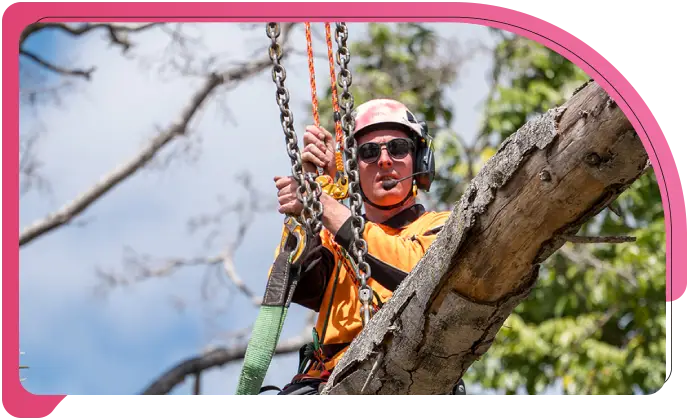 tree prunning sec
